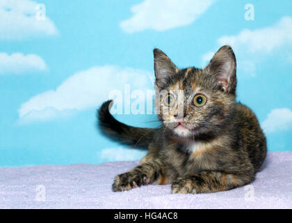 Schildpatt Torbie Tabby Kitten eine lila Decke, blauer Hintergrund mit Wolkenmuster auflegen. Das Schildpatt-Muster ist nur im weiblichen Tabby c Stockfoto