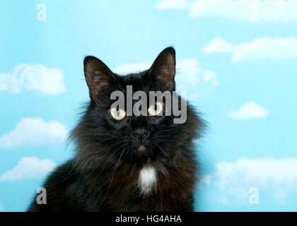 Schwarze Katze mit langem Fell und einen Patch von weiß auf ihrer Brust sitzen Viewer mit grünen Augen zu betrachten. Blauem Hintergrund Himmel mit weißen Wolken. Textfreiraum Stockfoto