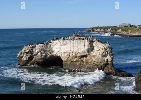 Eine Anzahl der Vögel auf Natural Bridge Felsen, Pazifischen Ozean entlang Big Sur National Forest. Stockfoto