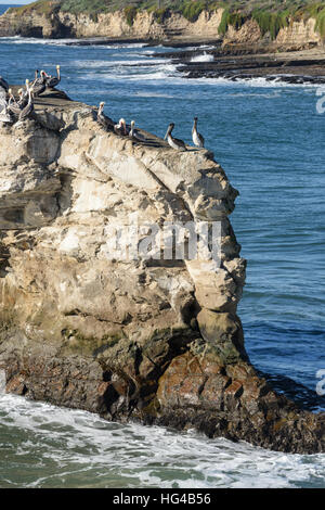 Eine Anzahl der Vögel auf Natural Bridge Felsen, Pazifischen Ozean entlang Big Sur National Forest. Stockfoto