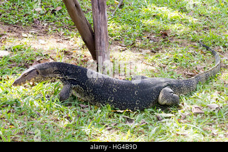 Waran im Lumphini-Park, Bangkok Stockfoto