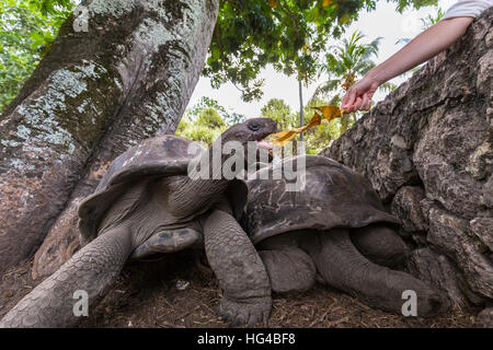 Touristischen Fütterung Aldabra-Riesenschildkröten auf La Digue Island, Seychellen. Stockfoto