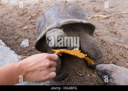Touristischen Fütterung Aldabra-Riesenschildkröten auf La Digue Island, Seychellen. Stockfoto