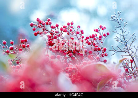 Himmlischer Bambus - Nandina Domestica Pflanze mit Frost auf roten Beeren und blauen Himmel. Stockfoto