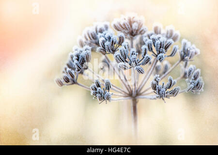 Queen Anne es Lace Flower/Saatgut Kopf bedeckt in einem zarten frost Stockfoto