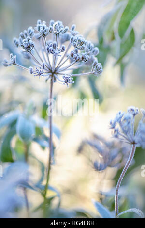 Queen Anne es Lace Samenköpfe bedeckt in frost Stockfoto