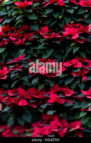 Red Weihnachtsstern Pflanzen auch bekannt als Euphorbia pulcherrima Stockfoto