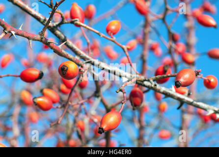 Nahaufnahme von roten Hagebutten-Früchte Stockfoto