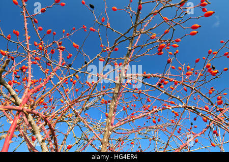 Rosa Canina Strauch mit blauen Himmel im Hintergrund Stockfoto