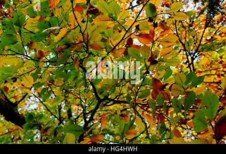 Bunte Blätter an einem Baum Ende Sommer Stockfoto