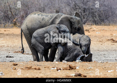 Junge Elefanten Spaß Stockfoto