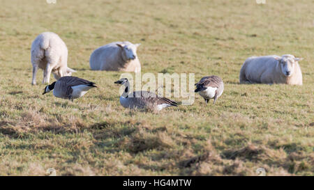 Kanadagans (Branta Canadensis) Beweidung mit Schafen. Vögel in der Familie Anatidae Fütterung auf der Weide überwintern in Somerset, Großbritannien Stockfoto
