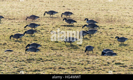 Herde von Kanadagans (Branta Canadensis) Weiden. Vögel füttern auf der Weide überwintern in Somerset, Großbritannien Stockfoto