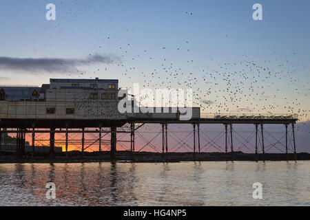 Tausende von Stare (Sturnus Vulgaris) kommen zum Schlafplatz auf dem Pier in Ceredigion, Aberystwyth, Wales, UK Stockfoto