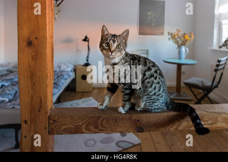 Eine Katze auf die Holzbalken Stockfoto