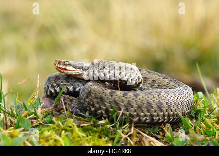 gemeinsamen europäischen gekreuzten Viper Aalen auf Bergwiese (Vipera Berus, weiblich) Stockfoto