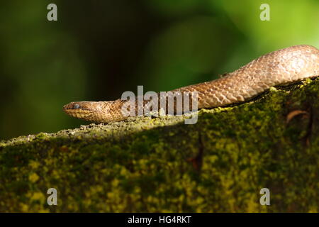 Schlingnatter auf Ast (Coronella Austriaca) Stockfoto