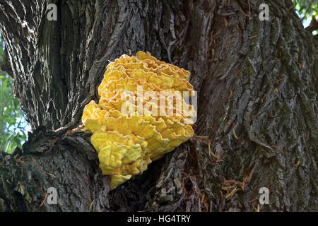 Schwefel polypore Stockfoto