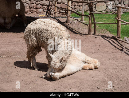 Native peruanischen Tiere Awana Kancha Stockfoto