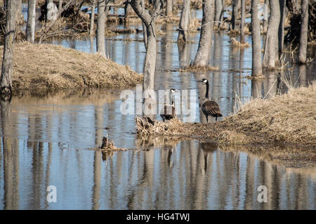 Paar Kanadagänse am Ufer des zugefrorenen Teich im zeitigen Frühjahr stehen. Reflexionen der Bäume Bild Stockfoto