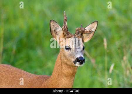 Reh (Capreolus Capreolus) Bock mit zwei verformte Geweihe im Feld im Sommer Stockfoto