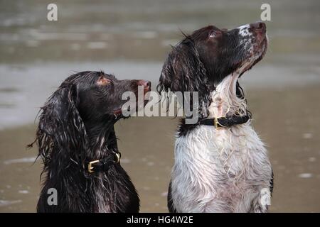 Arbeiten Art English Springer und Cocker Spaniel am Strand Stockfoto