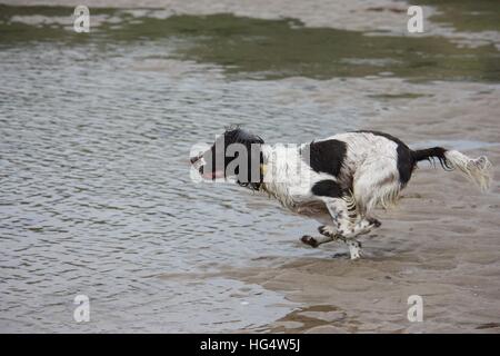 Sehr niedlich Leber und weiß arbeiten Englisch Springer Spaniel Haustier Jagdhund laufen am Strand Stockfoto