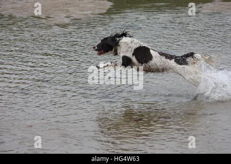Sehr niedlich Leber und weiß arbeiten Englisch Springer Spaniel Haustier Jagdhund laufen am Strand Stockfoto