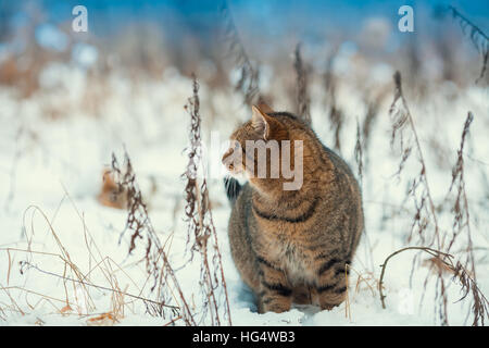 Porträt der graue Katze zu Fuß auf dem Schnee im freien Stockfoto