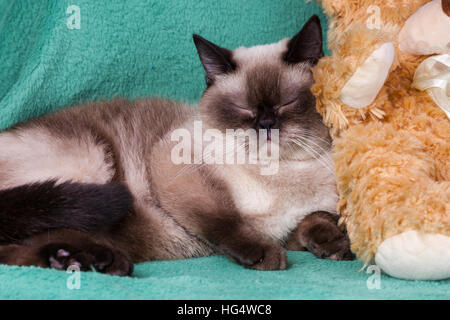 Süß träumen Siamkatze auf grüne Decke schlafen Stockfoto