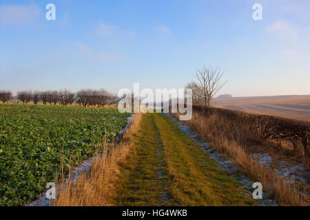 Eine mattierte grasbewachsenen Maultierweg zwischen Raps Pflanzen, Hecken und Stoppelfeldern auf die Yorkshire Wolds im Winter. Stockfoto