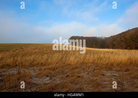 Trocknen Sie goldene Gräser mit einem Weizenfeld und Waldflächen in Yorkshire Wolds Landschaft unter einem blauen bewölkten Himmel, im Winter. Stockfoto