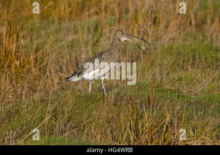 Eurasische Brachvogel Numenius Arquata, Erwachsener, lange Gras aufrufen, Morecambe Bay, Lancashire, England, UK Stockfoto