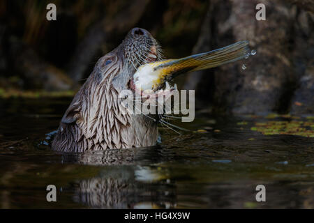 Fluss-Otter Fisch essen Stockfoto