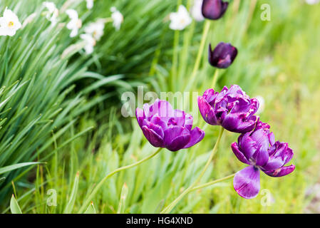Violette Tulpen in einem Feld bei Tageslicht Stockfoto