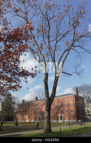 Campus der Harvard Universität an einem Herbstmorgen. Holworthy Halle erscheint in der Ferne. Stockfoto