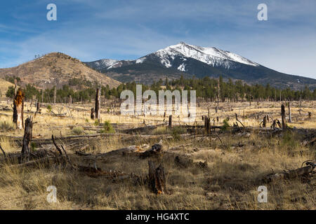 Verbrannte Bäume unter die San Francisco Peaks. Coconino National Forest, Arizona Stockfoto