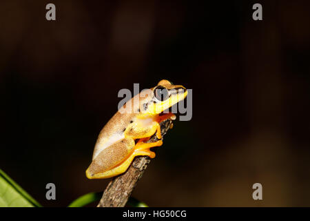 Kleine gelbe Laubfrosch Boophis entstammend, endemisch auf Madagaskar. Masoala Nationalpark, Maroantsetra, Madagaskar Natur und Wildnis Stockfoto