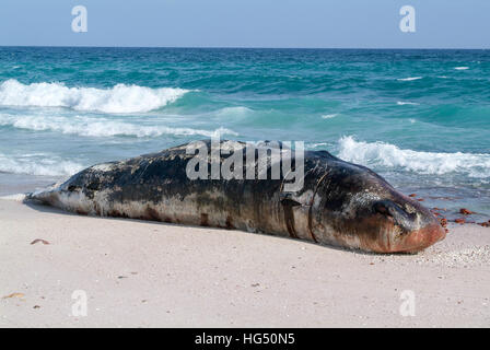 Ein gestrandeter Pottwal liegt tot am Strand von Socotra Island, Jemen Stockfoto