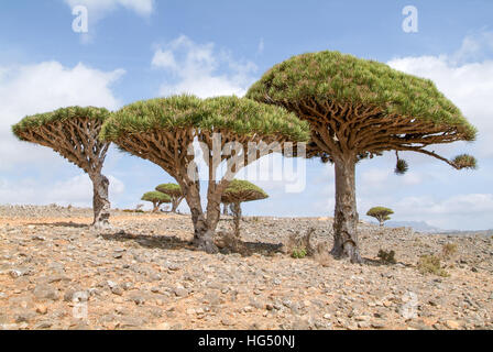 Endemische Drachenbaum der Insel Sokotra Jemen Stockfoto