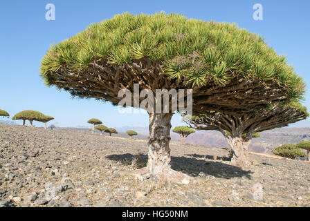 Endemische Drachenbaum der Insel Sokotra Jemen Stockfoto