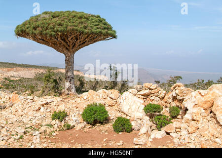 Endemische Drachenbaum der Insel Sokotra Jemen Stockfoto