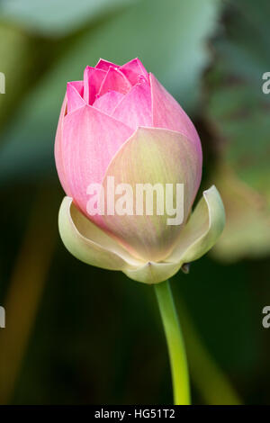 Lotus Flower Bud, Nelumbo Nucifera, in den Botanischen Garten in Georgetown, Georgetown, Guyana.  Die Lotusblume stammt ursprünglich aus Indien und ist Nachteile Stockfoto