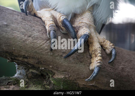 Harpyie, Harpia Harpyja, ist der größte und leistungsstärkste Raptor auf dem amerikanischen Kontinent.  Sie können eine Spannweite von mehr als 7 Fuß haben. Selten in seiner Stockfoto