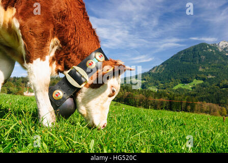 Schönau Königssee bin: Kuh mit Glocke, Weiden, Kühe, Oberbayern, Oberbayern, Bayern, Bayern, Deutschland Stockfoto