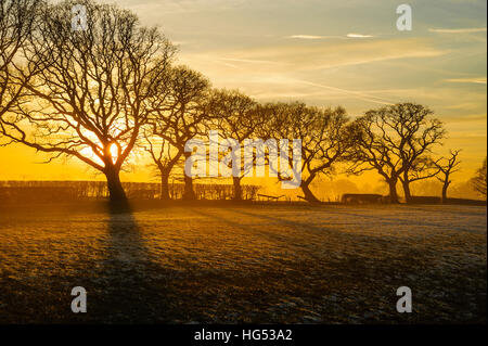 Frostigen Felder mit langen Schatten und Nebel in der Nähe von Garstang Lancashire England Stockfoto