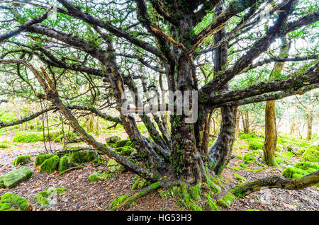 Alte Eibe oberen Bereich Warton Crag in Nord-Lancashire Stockfoto