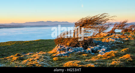 Weißdorn-Bäume und Kalksteinfelsen oberhalb Wolke Inversion auf Hampsfell, Cumbria, Blick nach Coniston Fells des Lake District Stockfoto