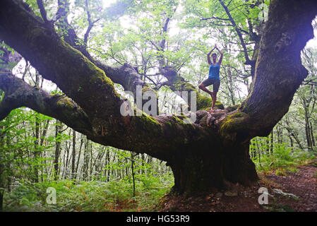 Junge Frau in Baumpose auf großen Kastanienbaum. Stockfoto