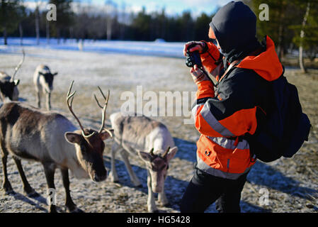 Junge Frau nimmt Foto der Rentierherde. In der Rentierfarm von Tuula Airamo, ein Nachkomme der Sámi, Muttus See. Inari, Lappland, Finnland Stockfoto